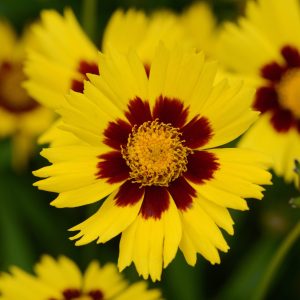 Coreopsis Sunkiss