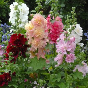 Alcea rosea Spring Celebrities Formula Mix (no lemon)