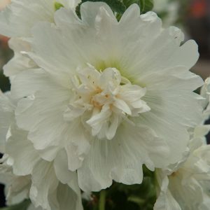 Alcea rosea Spring Celebrities White