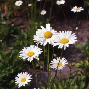 Chrysanthemum leucanthemum May Queen