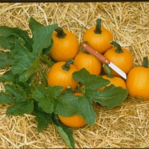 Cucurbita pepo We-Be-Little