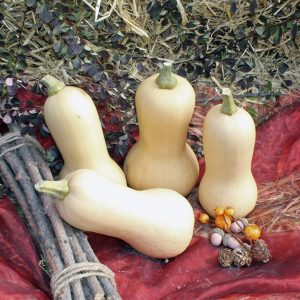Cucurbita Pixy