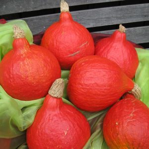 Cucurbita maxima Potimarron