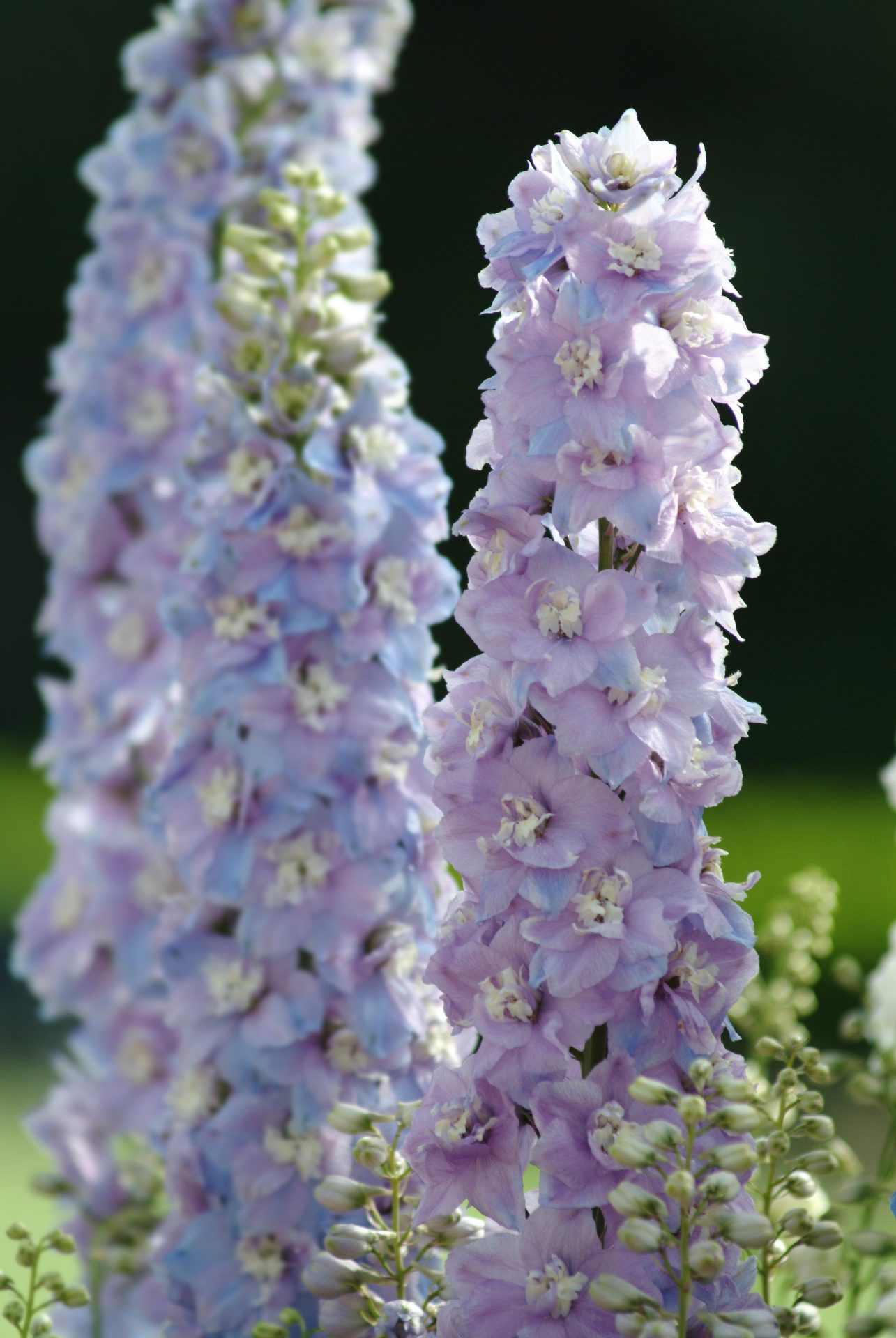 Delphinium elatum Guardian Lavender - Image 2