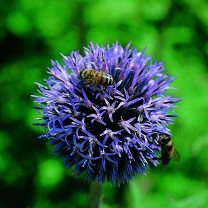 Echinops ritro Blue