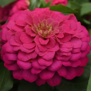 ZINNIA elegans ZESTY FUCHSIA (coated)