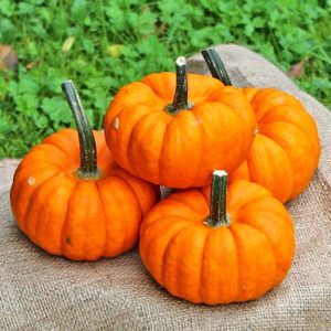Cucurbita Jill be Little