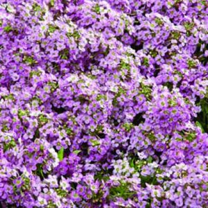 Alyssum (Lobularia) maritima Wonderland Pink