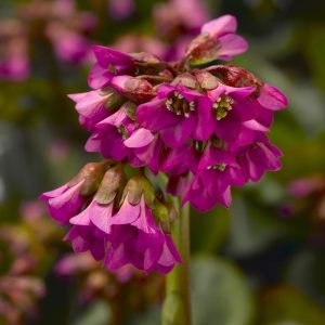 Bergenia cordifolia Shoeshine Rose