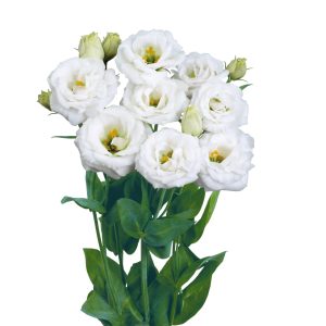 Lisianthus (Eustoma) grandiflorum Rosita 2 Pure White
