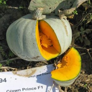 Cucurbita Crown Prince F1