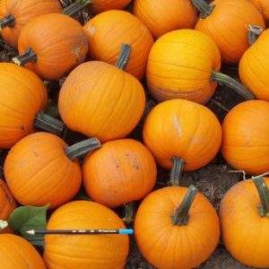 Cucurbita Chucky F1