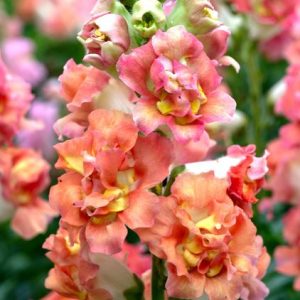 Antirrhinum majus Madame Butterfly Bronze/White