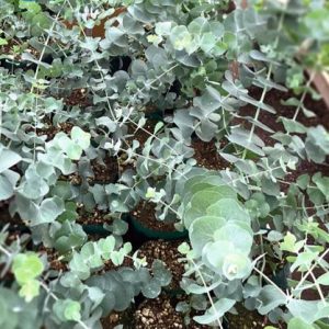 Eucalyptus cinerea Silver Dollar