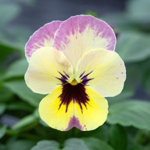 Viola wittrockiana Freefall Pineapple Crush