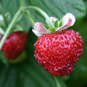 FRAGARIA MIGNONNETTE
