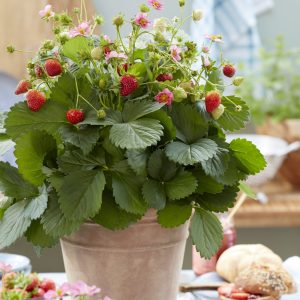 Fragaria F1-Queeny