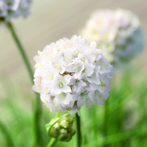 Armeria maritima Morning Star White