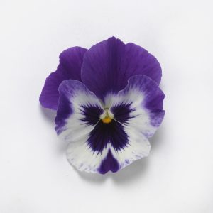 Viola wittrockiana Top Wave Purple White