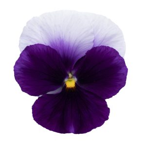 Viola wittrockiana Premier Beacon Blue