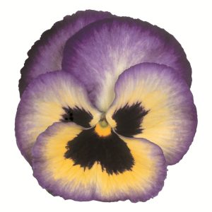 Viola wittrockiana Premier Blueberry Thrill
