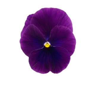Viola wittrockiana Premier Clear Purple