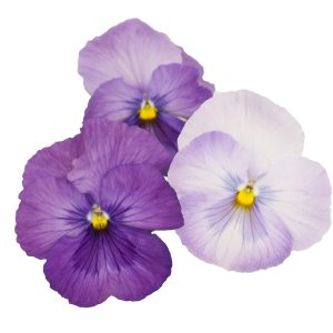 Viola wittrockiana Premier Lavender Shades