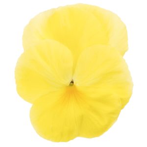 Viola wittrockiana Premier Primrose Shades