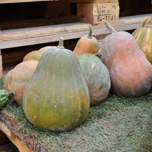Cucurbita Sweet Berry
